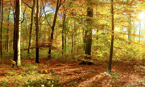 Umweltschutz bei DELTA Umzüge